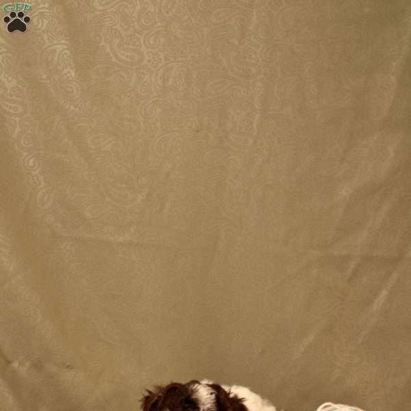 Hershey, Toy Poodle Puppy